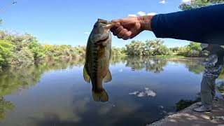 Fishing  Tres Rios Wetlands in Tolleson Arizona [upl. by Douville884]