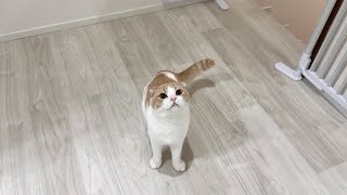 子猫が寝た後に隠れてこっそり甘えてくる兄猫がかわいすぎました…笑 [upl. by Denton]