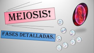 MEIOSIS Explicación fácil  Fases detalladas [upl. by Cutlerr]