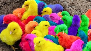 Menangkap ayam lucu ayam warna warni ayam rainbow bebek angsa ikan hias ikan cupang Kelinci [upl. by Jonati647]