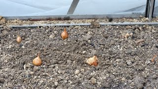 Comment planter les oignons au potager [upl. by Monagan]