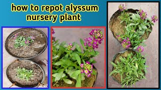 how to repot alyssum come from nursery  repoting tips and tricks  Baghwani695 [upl. by Sumer]