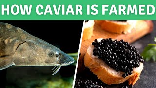 How Sturgeon Caviar is Farmed  White Sturgeon Fish Farming at Sterling Caviar [upl. by Blossom537]