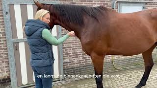 Anatomie paard live  immuniteit [upl. by Darin]