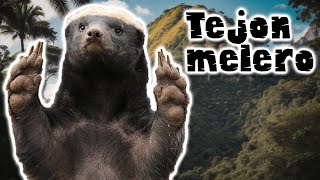 Tejón Melero ¡El Superhéroe de la Naturaleza Que Vence a las Cobras  documental de animales [upl. by Venditti]