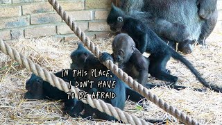 Baby Gorilla Makongo’s Curiosity About Mangabeys [upl. by Ardnaeel]