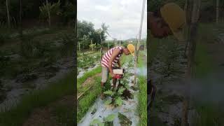 October 14 2024 Eggplant Farming [upl. by Rehotsirhc]