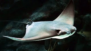 Facts The Cownose Ray [upl. by Yesiad]