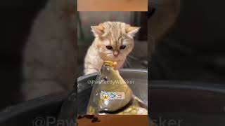 Just a little fishy love😻🐟🐾 cat fish shorts viralvideo catlover [upl. by Neeoma51]