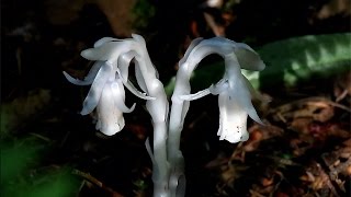 Indian Pipe Monotropa uniflora [upl. by Akins]