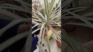 Plant Dracaena marginata branches in new pot like this 👍😀😄✨🌷🌷🌹🌹🌱🪴🪴gardening gardeningtips shorts [upl. by Annie]