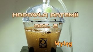 2  Hodowla Artemii  Brine Shrimp Hatchery JBL Artemio 1 [upl. by Euqinaj]