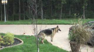 Obedient German Shepherd Dog [upl. by Ianahs]