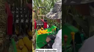 Maize Harvesting maize viralreels youtubeshorts viralvideo shortsfeed agriculture [upl. by Eiznik746]