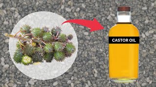 How Castor Oil is Made [upl. by Champagne205]