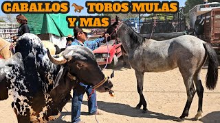 Caballos Yeguas Mulas y Ganado Toros Becerros Sementales de prima Viernes de tianguis Ganadero [upl. by Oz]