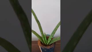 Aloevera plant benefits shorts aloeveraplant tipesandtricks viralvideo [upl. by Iviv]