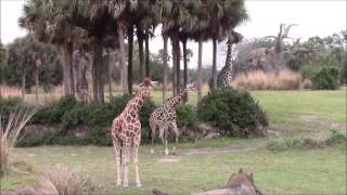 Full ride POV Kilimanjaro Safaris  Animal Kingdom WDW Front seat [upl. by Nnyl]