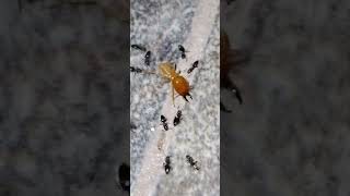 Termites vs Ants insectwarrior [upl. by Deyes]