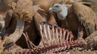 Ai Facts about Vultures [upl. by Ellak]