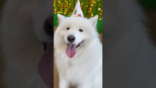 Beau Attends a Doggy Birthday Party [upl. by Linzer]