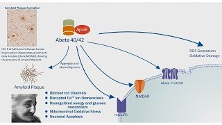 Alzheimers Disease APP Processing amp Amyloid Plaque Formation [upl. by Joshia]