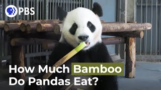 How Much Bamboo Does a Panda Consume in a Day [upl. by Lizzie]