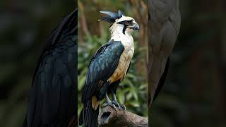 Harpy Eagle eagles eaglebird eaglenature birdsounds forestbirds [upl. by Enetsirhc]