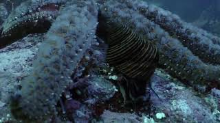 Echinoderms  Sea Star Time lapse Pycnopodia Chases Snails [upl. by Ernst]