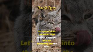 Lynx facts lynx nature shorts wildlife [upl. by Sirron777]