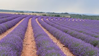 Valensole  Champe de lavande  France [upl. by Bronny]