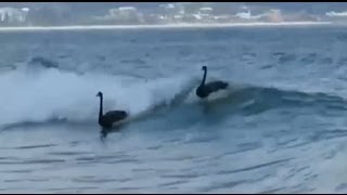 Four black swans spotted surfing in Australia Full HD Clip [upl. by Alida]