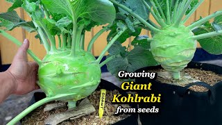 Growing Giant Kohlrabi from Seed to Harvest  Step by Step [upl. by Mot]