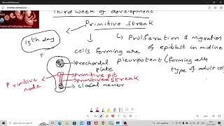 Third week of embryonic development [upl. by Eca]