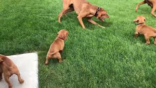 Vizsla puppies [upl. by Vonnie]