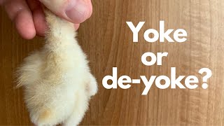 To feed yoke or no yoke Falconry advice [upl. by Trinidad]