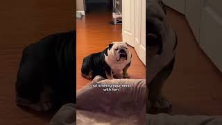 His pet peeves🐕✨️👌🏻 englishbulldog bulldog shortvideo [upl. by Aikas806]