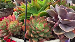 Lowes Succulent Shop With Me 03182020 [upl. by Ahsets]