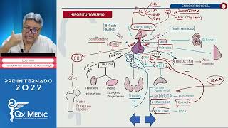 Fundamentos Teóricos Endocrinología Sesión 1  QX MEDIC 2022 [upl. by Bergh]