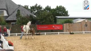 Holsteiner Horses Colt by Stallion Quintero la Silla [upl. by Adnilemreh]