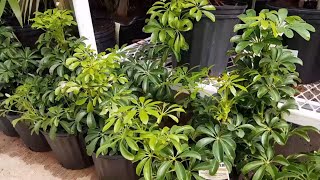 How To Take Care of the Schefflera Arboricola  Donna Joshi [upl. by Sancha]