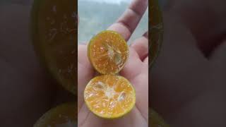 Calamansi Plant  Calamondin Orangeshorts [upl. by Iams520]