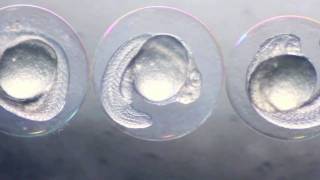 Zebrafish Embryos [upl. by Thekla523]