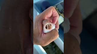 Small sea monster the tongueeating fish parasite or Cymothoa exigua shorts [upl. by Norak]