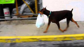 Doberman attacks shopping plaza [upl. by Yehudit]