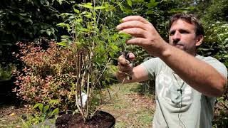 Shape pruning philadelphus after spring flowering  Burncoose [upl. by Voe]