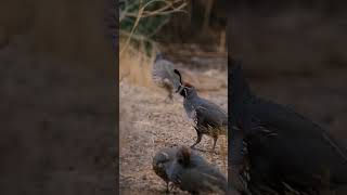 Covey of Gambels Quail find cover as a monsoon storm blows into the valley  Wildlife in Northern AZ [upl. by Olive]