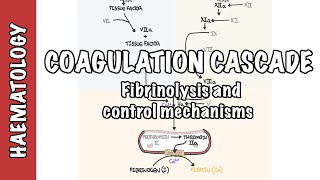 Coagulation Cascade and Fibrinolysis  clotting factors regulation and control mechanism [upl. by Atalaya]