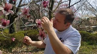 Magnolia liliiflora and soulangeana [upl. by Schlessel]