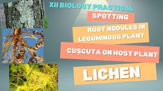 Spotting Leguminous plants Cuscuta LichensXII Biology Board Practical [upl. by Yajnas515]